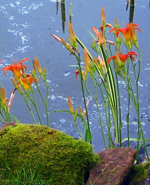 Blumen vor Teich